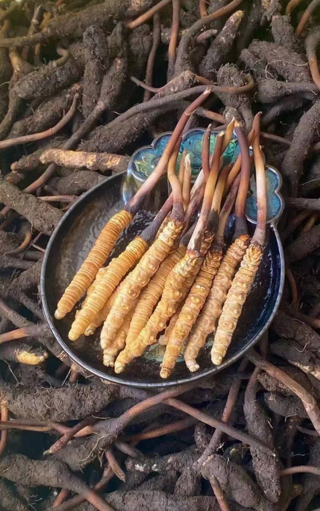 新鲜的野生虫草可以吃吗?源禾久虫草庄总经理戴红意告诉你