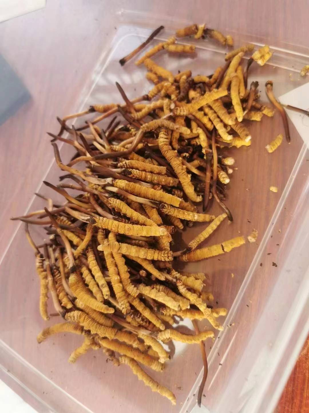 新鲜的野生虫草可以吃吗?源禾久虫草庄总经理戴红意告诉你