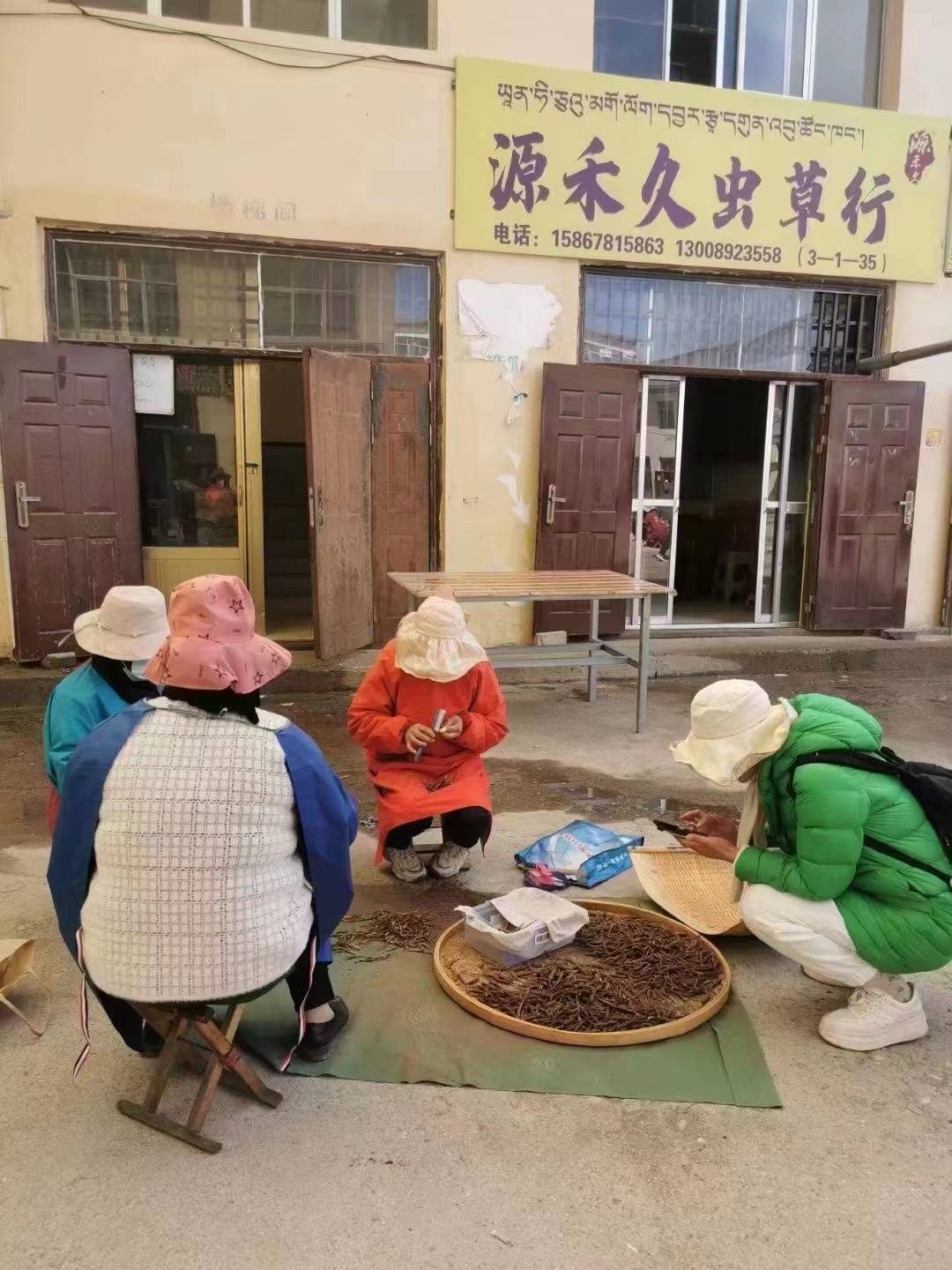 新鲜的野生虫草可以吃吗?源禾久虫草庄总经理戴红意告诉你